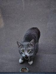Found/Stray Unknown Cat last seen Noatrand Ave and Sterling Place, Brooklyn, NY 11216