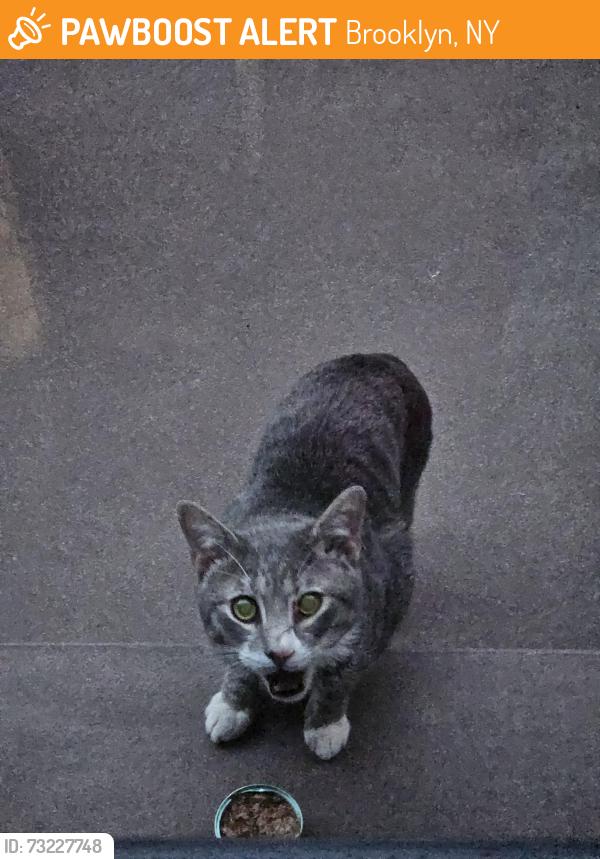 Found/Stray Unknown Cat last seen Noatrand Ave and Sterling Place, Brooklyn, NY 11216