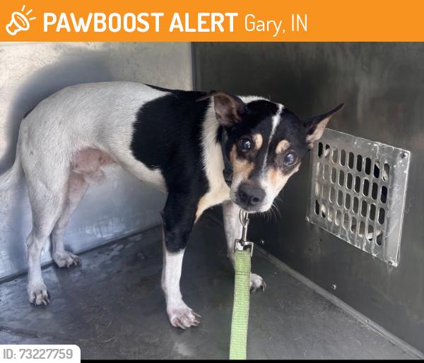 Found/Stray Male Dog last seen Gary Animal Control, Gary, IN 46402