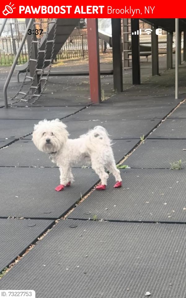 Lost Male Dog last seen Kingsland, Brooklyn, NY 11222