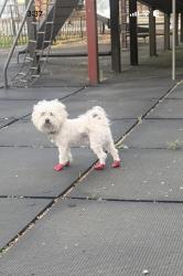 Lost Male Dog last seen Kingsland, Brooklyn, NY 11222