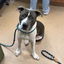 Shelter Stray Male Dog last seen Near Rockrose St, LIVERMORE, CA, 94551, 8323 Baldwin St, Oakland, CA 94621, USA