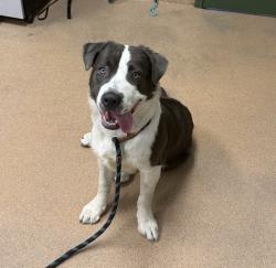 Shelter Stray Male Dog last seen Near Rockrose St, LIVERMORE, CA, 94551, 8323 Baldwin St, Oakland, CA 94621, USA