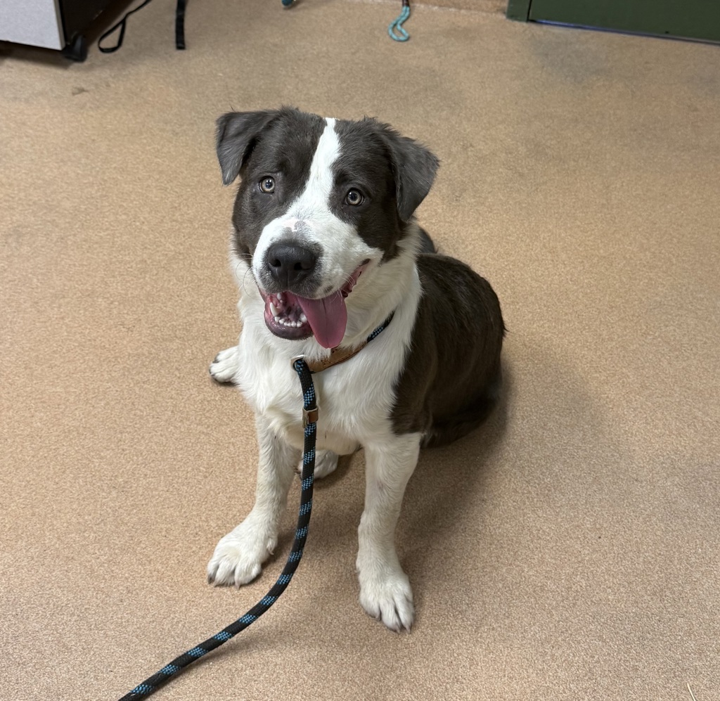 Shelter Stray Male Dog last seen Near Rockrose St, LIVERMORE, CA, 94551, 8323 Baldwin St, Oakland, CA 94621, USA