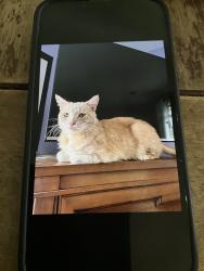 Lost Male Cat last seen Hilltop behind fresh market, Virginia Beach, VA 23451