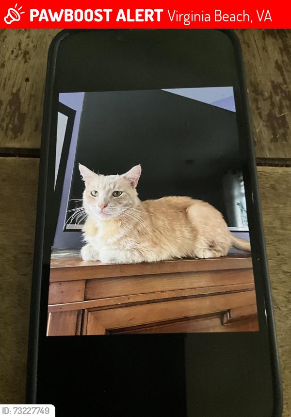 Lost Male Cat last seen Hilltop behind fresh market, Virginia Beach, VA 23451