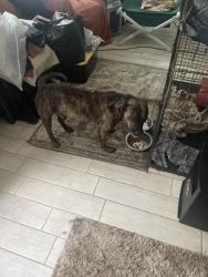 Lost Male Dog last seen Woodyard road, Clinton, MD 20735