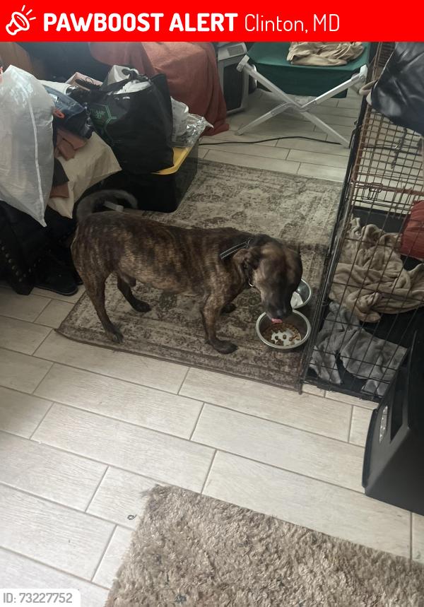 Lost Male Dog last seen Woodyard road, Clinton, MD 20735