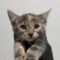 Shelter Stray Female Cat last seen Near Altadena Avenue, San Diego, CA, 92115, 5500 Gaines St, San Diego, CA 92110, USA