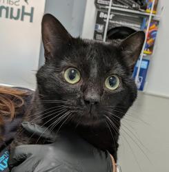 Shelter Stray Male Cat last seen Apt 2,5358 Imperial Avenue, San Diego, CA, 92114, 5500 Gaines St, San Diego, CA 92110, USA