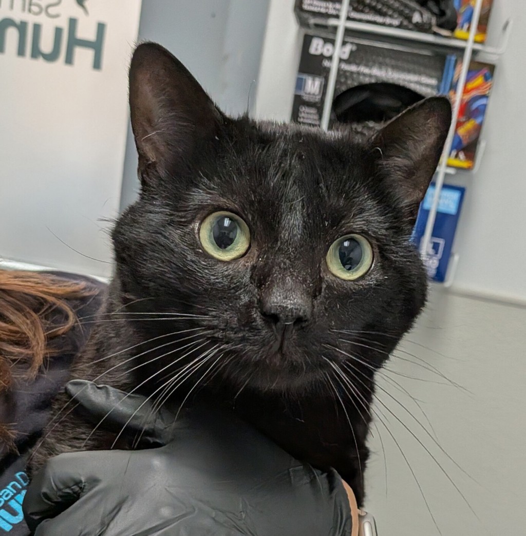Shelter Stray Male Cat last seen Apt 2,5358 Imperial Avenue, San Diego, CA, 92114, 5500 Gaines St, San Diego, CA 92110, USA