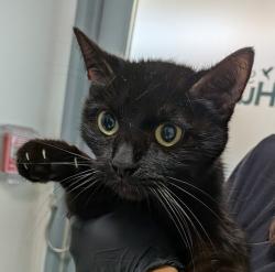 Shelter Stray Female Cat last seen Apt 2,5358 Imperial Avenue, San Diego, CA, 92114, 5500 Gaines St, San Diego, CA 92110, USA