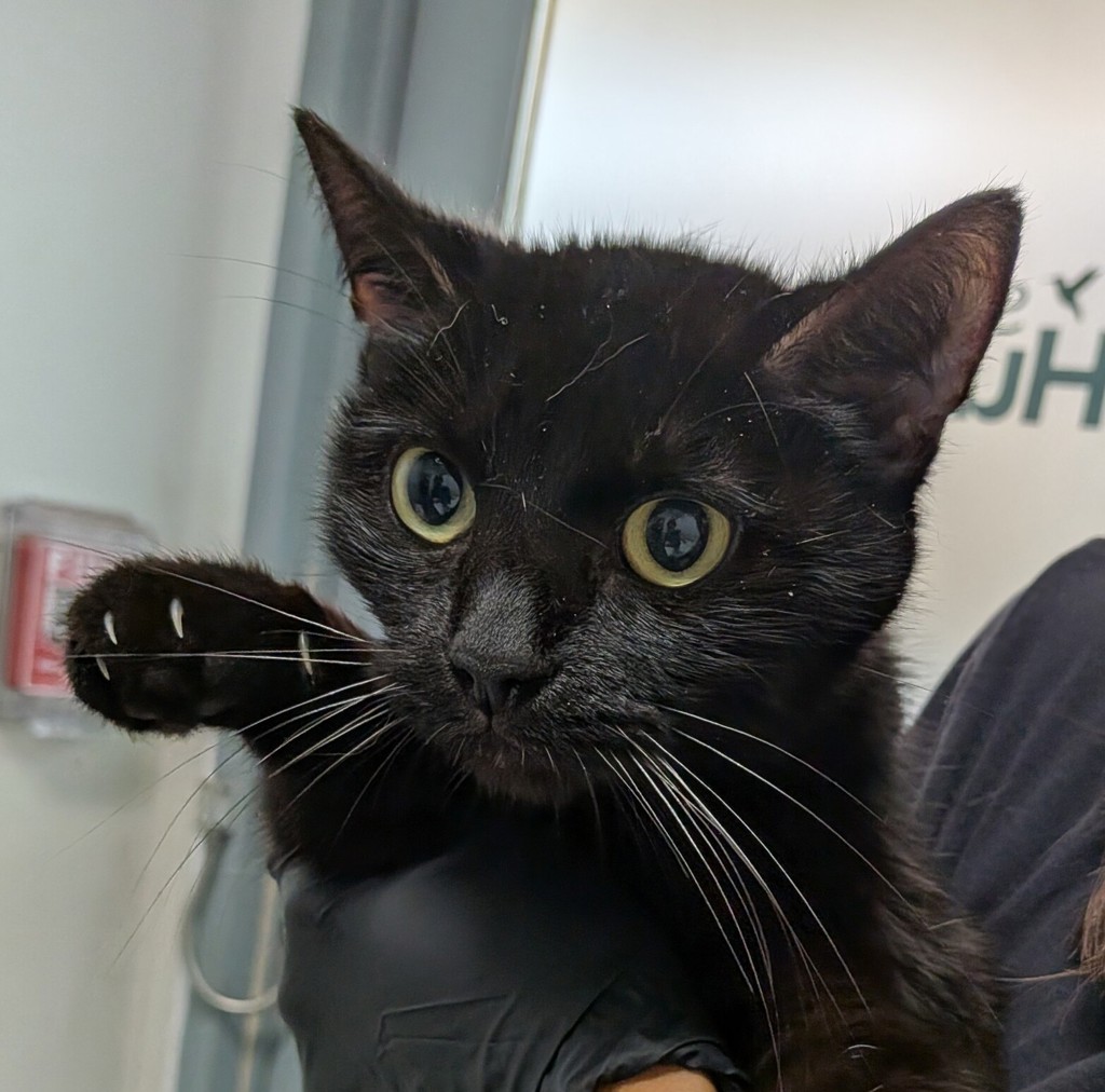 Shelter Stray Female Cat last seen Apt 2,5358 Imperial Avenue, San Diego, CA, 92114, 5500 Gaines St, San Diego, CA 92110, USA