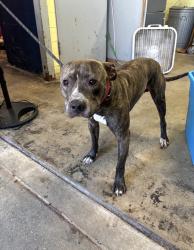 Found/Stray Male Dog last seen Gary Animal Control, Gary, IN 46402