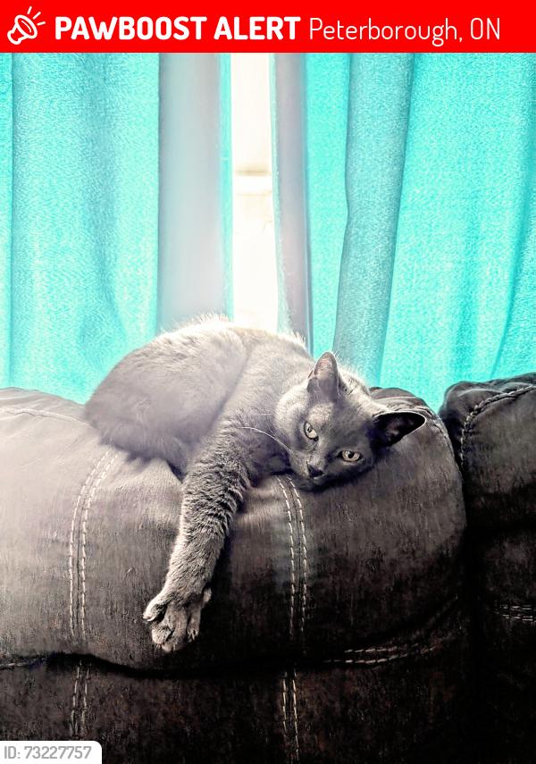 Lost Female Cat last seen Park st, Peterborough, ON 