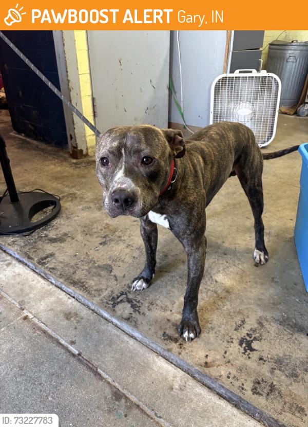 Found/Stray Male Dog last seen Gary Animal Control, Gary, IN 46402