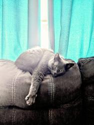 Lost Female Cat last seen Park st, Peterborough, ON 