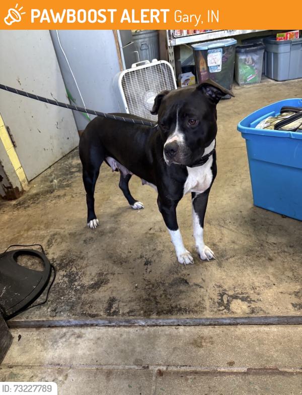 Found/Stray Female Dog last seen Gary Animal Control, Gary, IN 46402