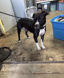 Found/Stray Female Dog last seen Gary Animal Control, Gary, IN 46402