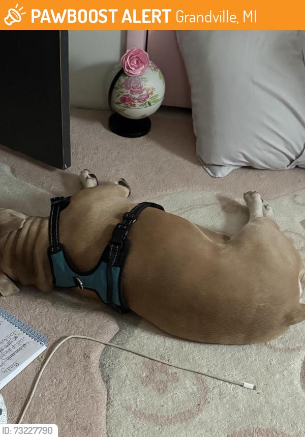 Found/Stray Male Dog last seen 44th, Grandville, MI 49418