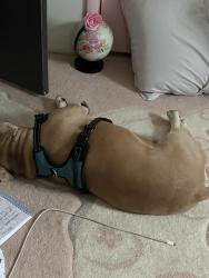 Found/Stray Male Dog last seen 44th, Grandville, MI 49418
