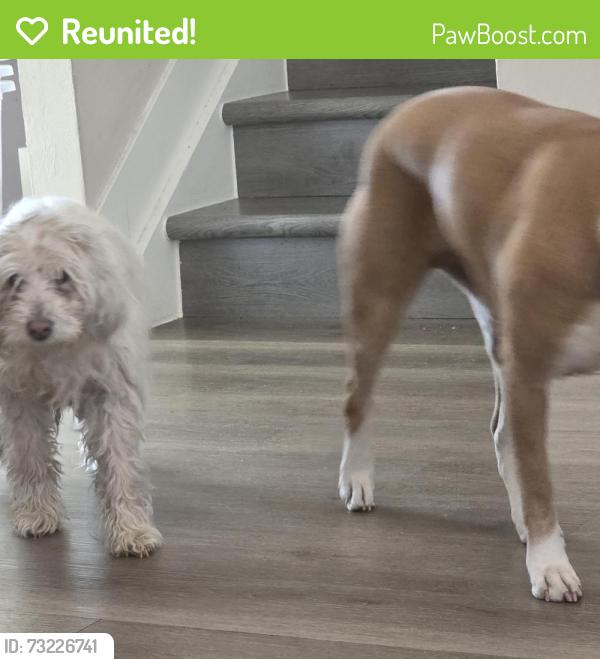Reunited Female Dog last seen Florida and Arkansas, Aurora, CO 80012
