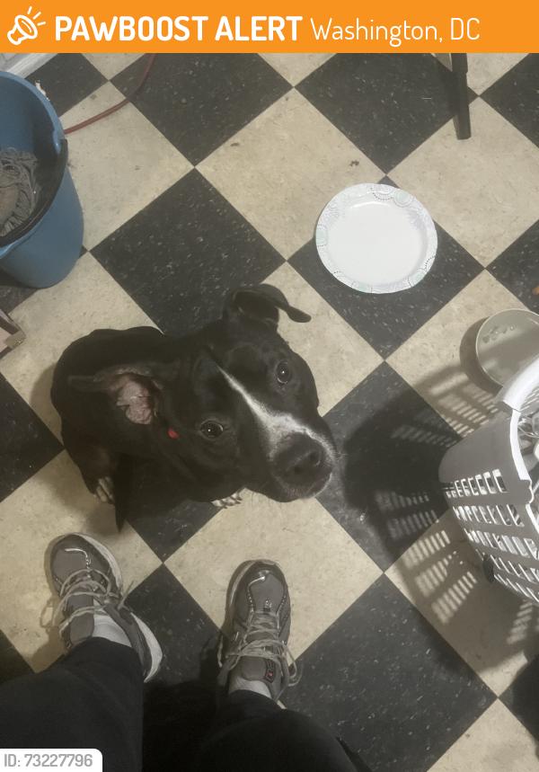 Found/Stray Female Dog last seen Near South Dakota Ave NE, Washington, DC 20011