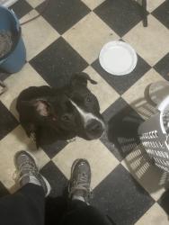 Found/Stray Female Dog last seen Near South Dakota Ave NE, Washington, DC 20011