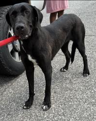 Found/Stray Female Dog last seen Gary Animal Control, Gary, IN 46402