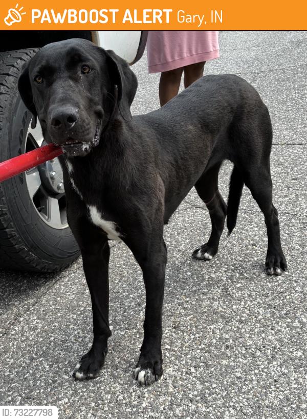 Found/Stray Female Dog last seen Gary Animal Control, Gary, IN 46402