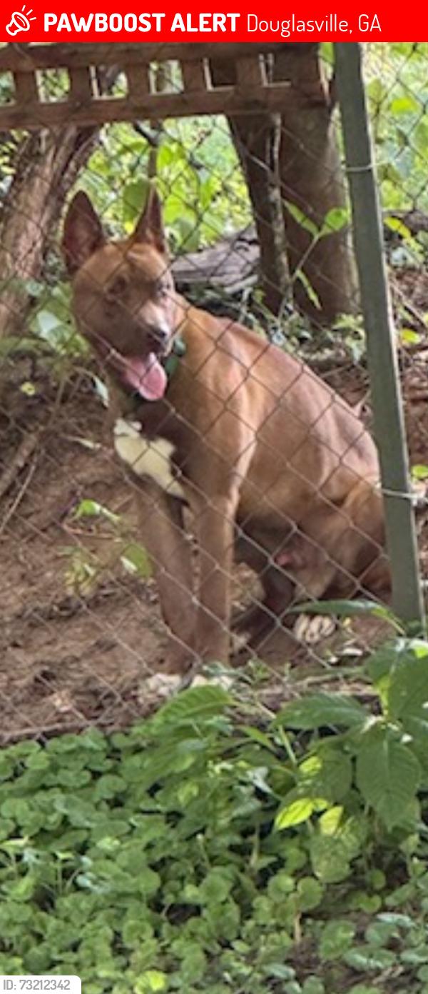 Lost Male Dog last seen Mack road and Fairburn Rd, Douglasville, GA 30135