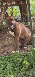 Lost Male Dog last seen Mack road and Fairburn Rd, Douglasville, GA 30135