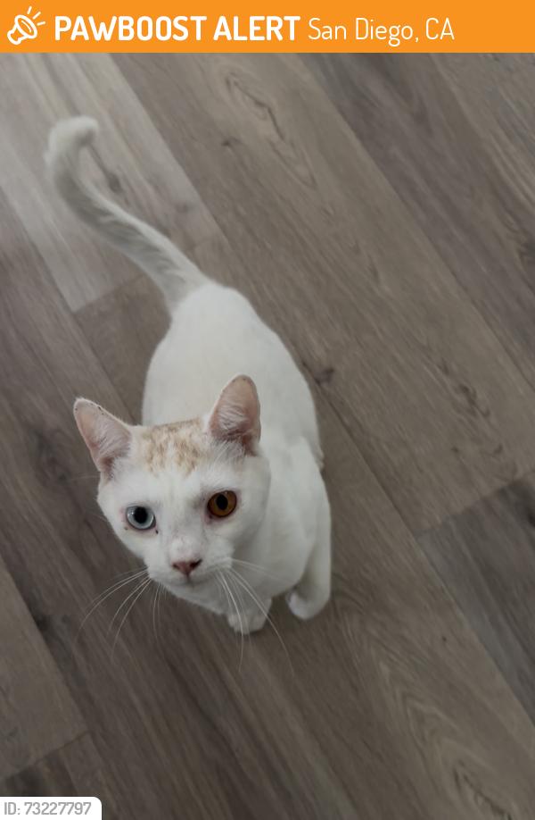 Found/Stray Male Cat last seen Snowdrop and Poplar St., San Diego, CA 92105