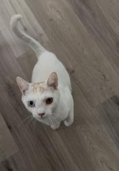 Found/Stray Male Cat last seen Snowdrop and Poplar St., San Diego, CA 92105