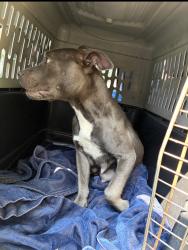 Found/Stray Female Dog last seen Gary Animal Control, Gary, IN 46402
