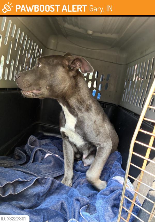 Found/Stray Female Dog last seen Gary Animal Control, Gary, IN 46402