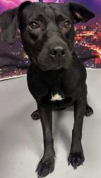 Reunited Female Dog last seen Unknown, Conyers, GA 30012