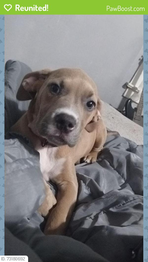 Reunited Female Dog last seen Last seen on Hubbard and parkway, Battle Creek, MI 49037