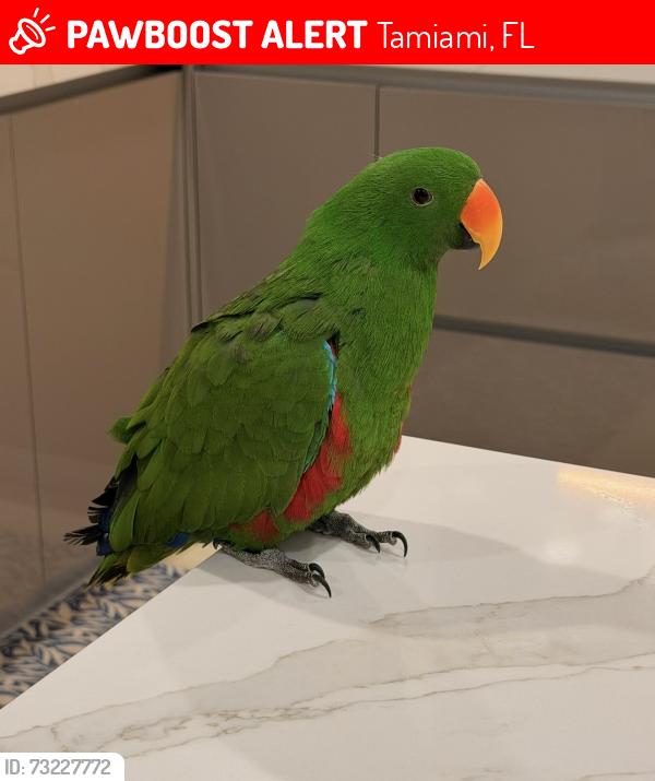 Lost Male Bird last seen Bird Road and 125th Ave Miami Fl 33175, Tamiami, FL 33175