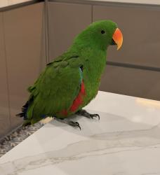 Lost Male Bird last seen Bird Road and 125th Ave Miami Fl 33175, Tamiami, FL 33175
