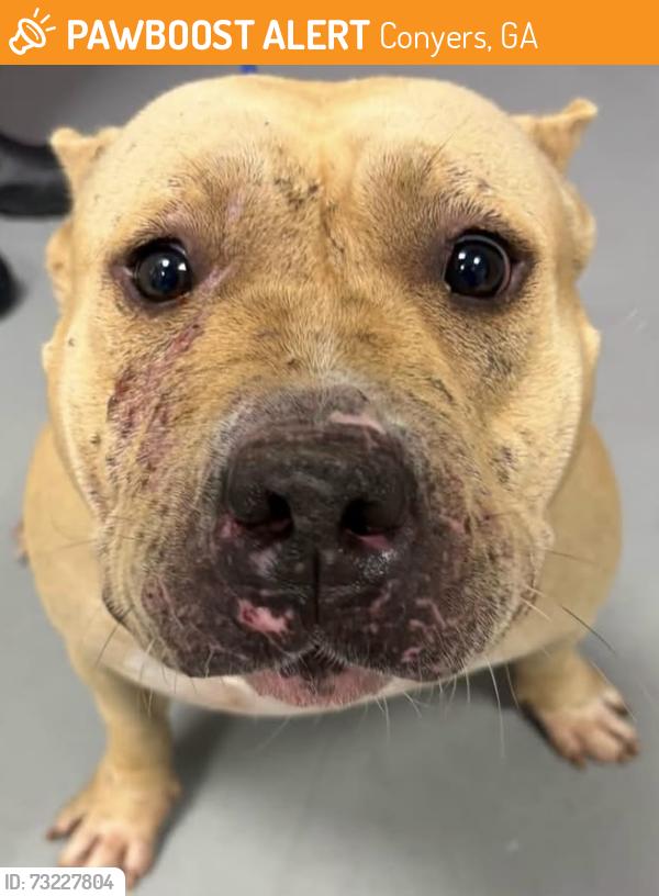 Found/Stray Female Dog last seen Located at Rockdale County Animal Service, 1506 Rockbridge Road, Conyers, GA 30012, Conyers, GA 30012