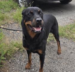 Found/Stray Unknown Dog last seen Gary Animal Control, Gary, IN 46402