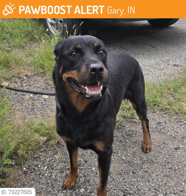 Found/Stray Unknown Dog last seen Gary Animal Control, Gary, IN 46402