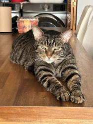 Lost Male Cat last seen Autoroute 40 est, Montréal-Est, QC 