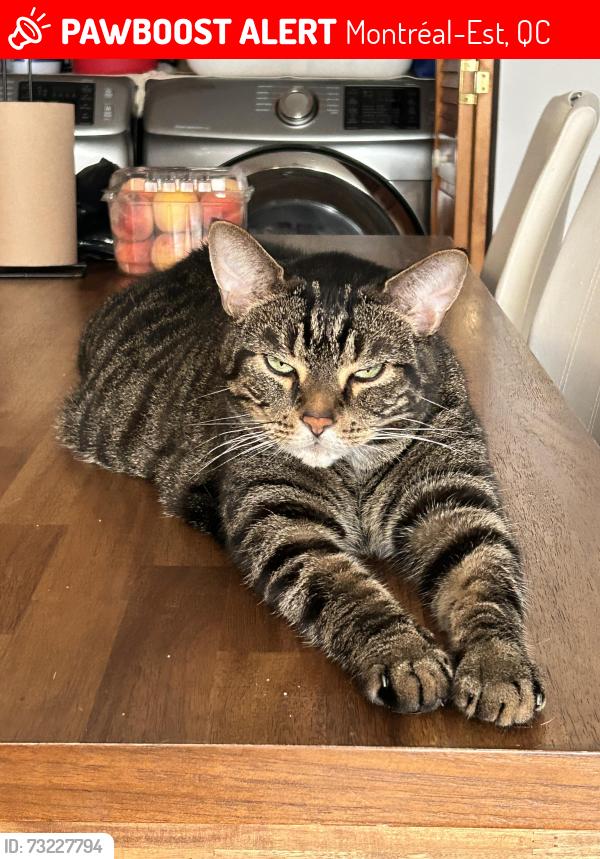 Lost Male Cat last seen Autoroute 40 est, Montréal-Est, QC 