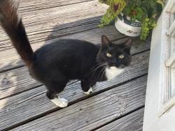 Lost Female Cat last seen Near West & FM 3126, Polk County, TX 77351