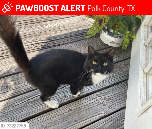 Lost Female Cat last seen Near West & FM 3126, Polk County, TX 77351