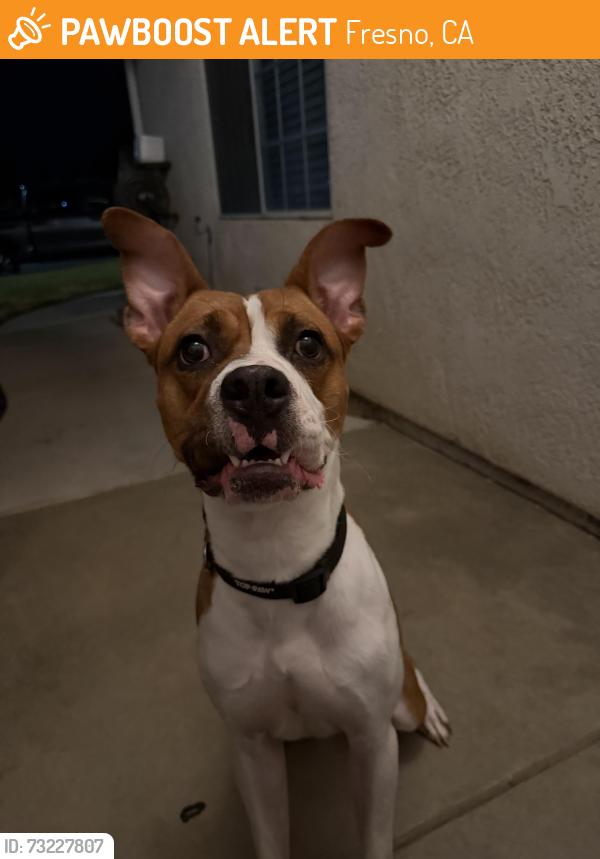 Found/Stray Male Dog last seen Dry Creek Park (Clovis and Alluvial), Fresno, CA 93730