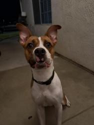 Found/Stray Male Dog last seen Dry Creek Park (Clovis and Alluvial), Fresno, CA 93730