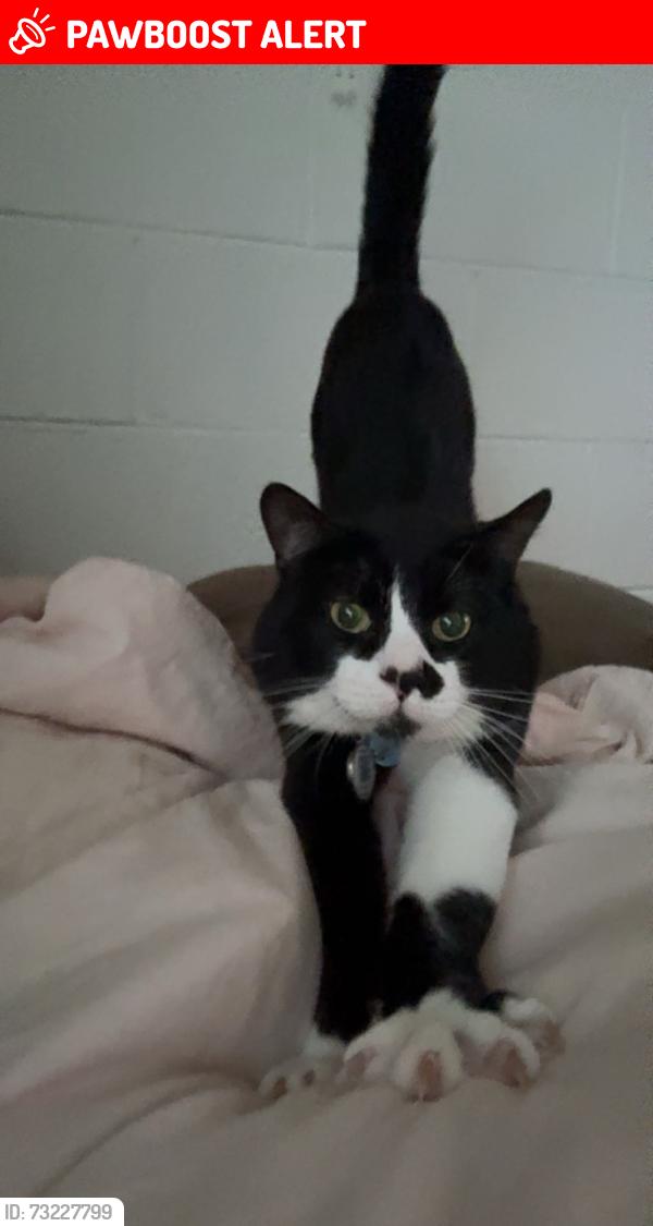 Lost Male Cat last seen Fort carson, Colorado Springs, CO 80902